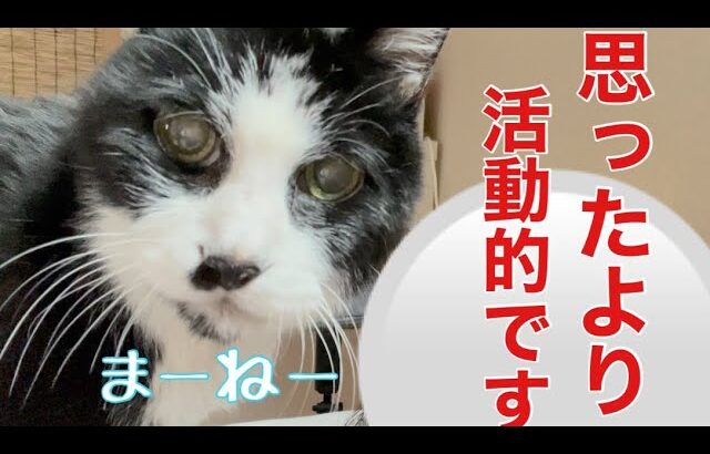 【糖尿病の老猫】あまり動かない老猫の寝返り回数を調査‼︎想像より…