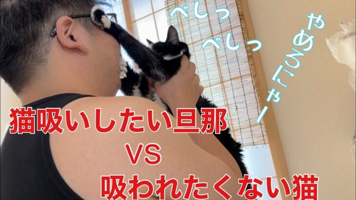 【糖尿病の老猫】構いたくて仕方ない人間と嫌だった事をすぐ忘れる猫の休日