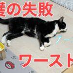 【糖尿病の老猫】やってしまった介護の失敗を振り返ります