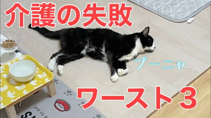 【糖尿病の老猫】やってしまった介護の失敗を振り返ります