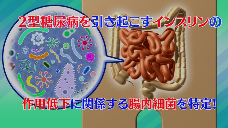 プレスリリース解説 vol.19「2型糖尿病を引き起こすインスリンの作用低下に関係する腸内細菌を特定！」