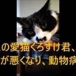 くろすけ君、糖尿病と診断，1日に2回注射を打つことに　Kurosuke was taken to the vet hospital again 　 2023-9-12