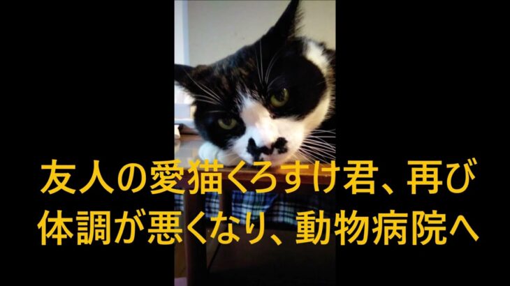 くろすけ君、糖尿病と診断，1日に2回注射を打つことに　Kurosuke was taken to the vet hospital again 　 2023-9-12