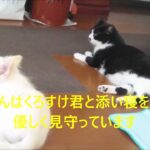 猫のくろすけ君が糖尿病にかかり、犬のモモちゃんが付き添っています。―糖尿病にかかって動物病院に行って帰って来た老猫のクロスケ君　2023-9-13