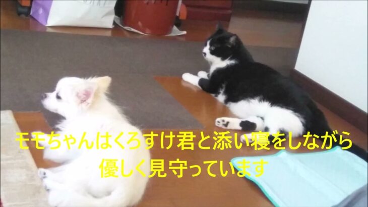 猫のくろすけ君が糖尿病にかかり、犬のモモちゃんが付き添っています。―糖尿病にかかって動物病院に行って帰って来た老猫のクロスケ君　2023-9-13