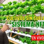 Cultivos sin suelo Sistema NFT