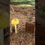 Disney’s Tinkerbell in Augmented Reality on Veve #nft #digitalcollectible #veve