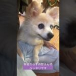 里親募集中のミミ #cute #糖尿病 #保護犬 #高齢犬