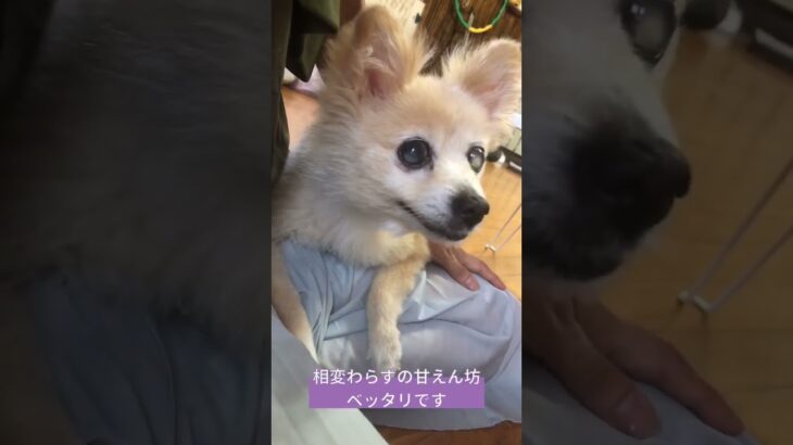 里親募集中のミミ #cute #糖尿病 #保護犬 #高齢犬