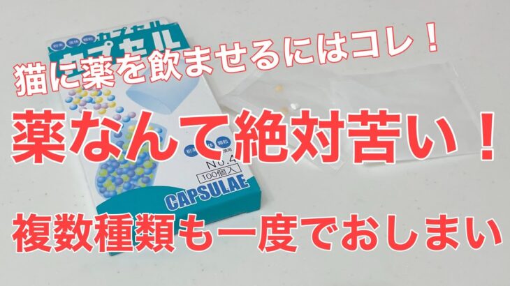 ９日目／４９日【糖尿病老猫の旅立ち】猫に薬を飲ませるにはカプセルが１番！