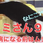 １８日目／４９日【糖尿病老猫の旅立ち】トミさんに癒しを貰っていた事に気が付いた年。そしてその癒しに助けられてた事を再痛感。