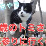 １９日目／４９日【糖尿病老猫の旅立ち】８歳のトミさん、お墓参りに行って木登りをさせられる。