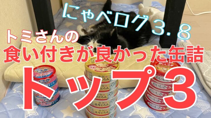 【糖尿病の老猫】食べた事のない缶詰をトミさんがテイスティング！トップ３を発表します！