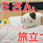 【糖尿病の老猫】２１年と３ヶ月ちょい、大好きだったばーちゃんの元へ旅立ちました。