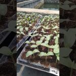 6 HSS Siap Di Tanam || Buah Melon Hidroponik Sistem NFT #greenhouse #shorts