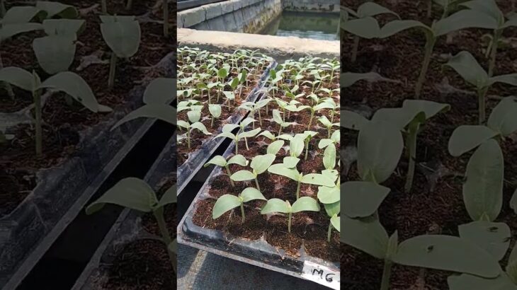 6 HSS Siap Di Tanam || Buah Melon Hidroponik Sistem NFT #greenhouse #shorts