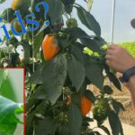 APHIDS on the hydroponic Peppers! NFT microgreens.