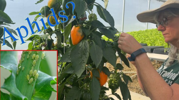 APHIDS on the hydroponic Peppers! NFT microgreens.