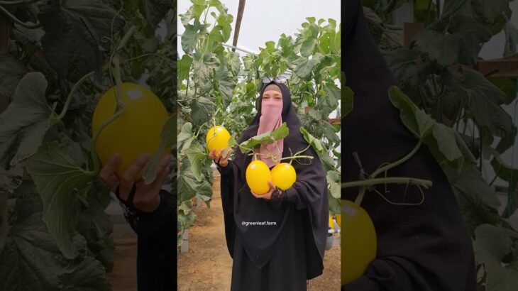 Beli melon langsung petik dari pohon | Panen Melon | Melon Hidroponik NFT