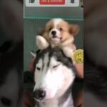 DOG PET 🐕 & BITCOIN #bitcoin #nft #funny #trending #viral