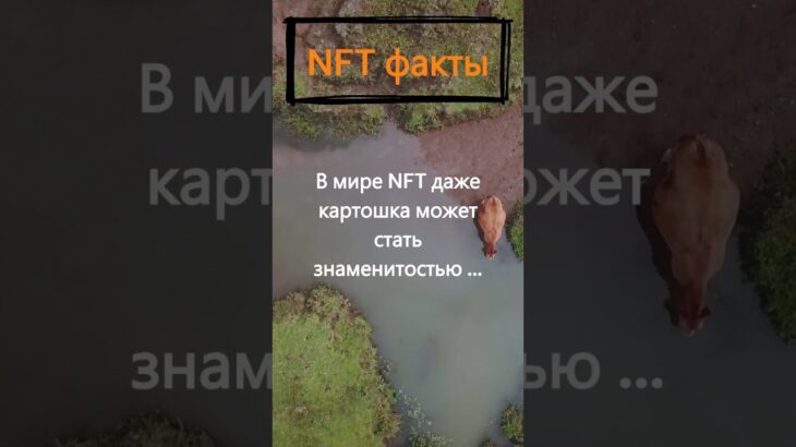 Почему картошка может стать знаменитостью в мире NFT?