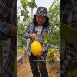 Panen Melon Golden Alisha | Review dari Sobat Melonials | Hidroponik Melon Sistem NFT