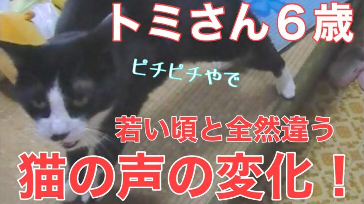 ３９日目／４９日【糖尿病老猫の旅立ち】忘れていた若かりし頃の鳴き声！声にも張りとツヤが！