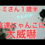 ２７日目／４９日【糖尿病老猫の旅立ち】１歳半のトミさん、初めて兄猫以外の猫と会う