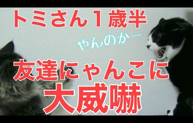 ２７日目／４９日【糖尿病老猫の旅立ち】１歳半のトミさん、初めて兄猫以外の猫と会う