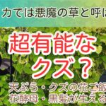 超有能なクズはデビルプランツ？解毒・肝炎・糖尿病・頭痛・神経痛・婦人科・糖尿病・クズの花酵母・花酒・花酢・黒髪