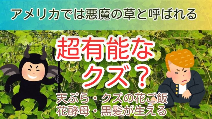 超有能なクズはデビルプランツ？解毒・肝炎・糖尿病・頭痛・神経痛・婦人科・糖尿病・クズの花酵母・花酒・花酢・黒髪