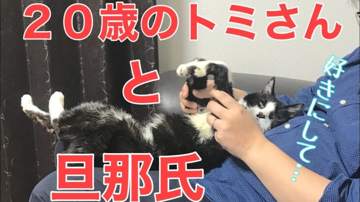 ４３日目／４９日【糖尿病老猫の旅立ち】いつも仲良しの２人。どっちが相手をしてあげてるんでしょうか(笑)