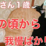 ２８日目／４９日【糖尿病老猫の旅立ち】ようやく成猫サイズ！兄猫に負けなくなりました。