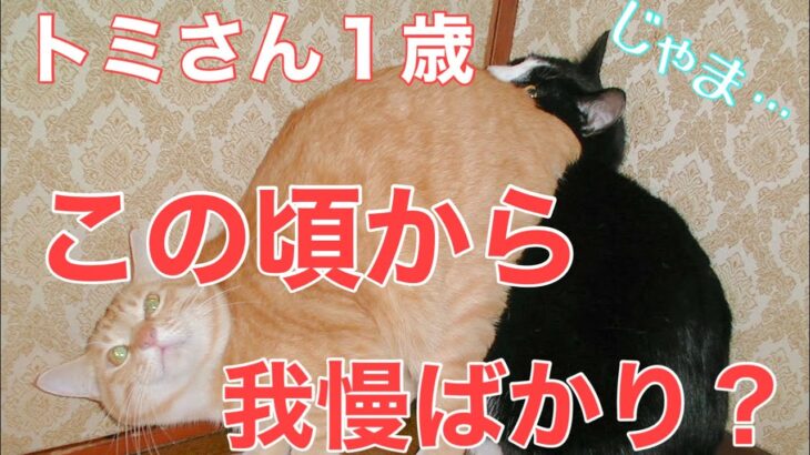 ２８日目／４９日【糖尿病老猫の旅立ち】ようやく成猫サイズ！兄猫に負けなくなりました。