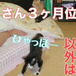 ２９日目／４９日【糖尿病老猫の旅立ち】まだまだ仔猫のトミさん！３ヶ月頃は怖いものなし！