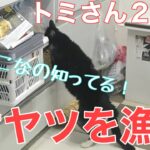 ３５日目／４９日【糖尿病老猫の旅立ち】病院に返品する物をまとめてみました。