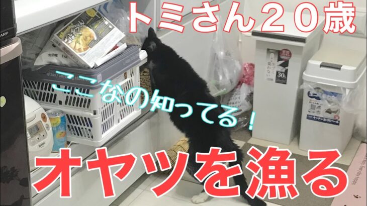 ３５日目／４９日【糖尿病老猫の旅立ち】病院に返品する物をまとめてみました。