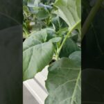 Broccoli grown with hydroponic NFT system