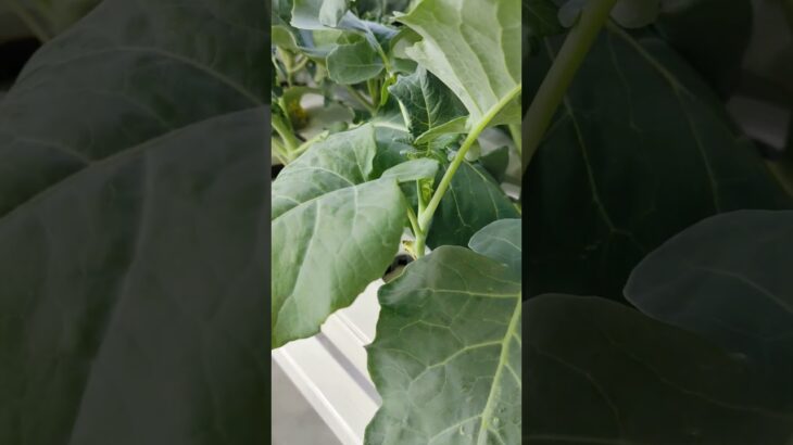 Broccoli grown with hydroponic NFT system