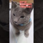 [猫の糖尿病]糖尿病になって１年ちょっと、僕は頑張ってます(*^^*)#Shorts