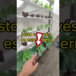 #plantas #cultivohidroponico sistema NFT casero 🌱para aprender visita mi perfil ✅️