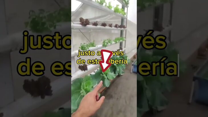 #plantas #cultivohidroponico sistema NFT casero 🌱para aprender visita mi perfil ✅️