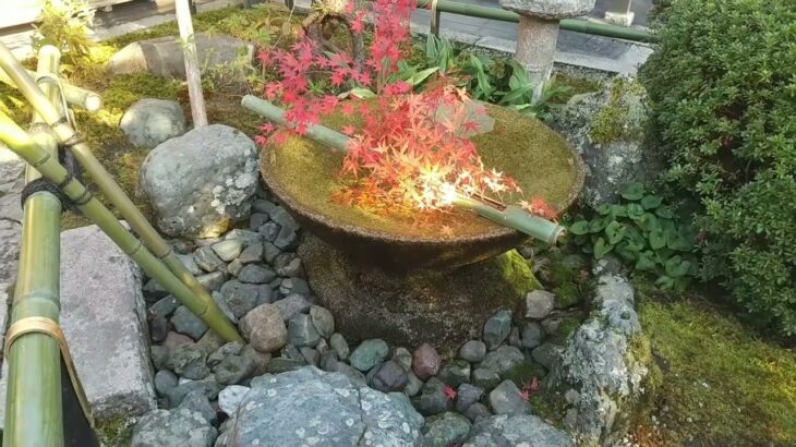 【1型糖尿病の京都さんぽ】秋🍁を見る　圓光寺から一乗寺中谷まで