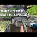 Como cultivar cilantro Hidroponico NFT