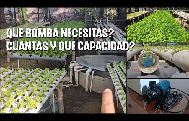 Como cultivar cilantro Hidroponico NFT