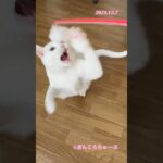ぎんころパンチ💥　#shorts  #ねこ　#猫　#cat #糖尿病　#闘病中