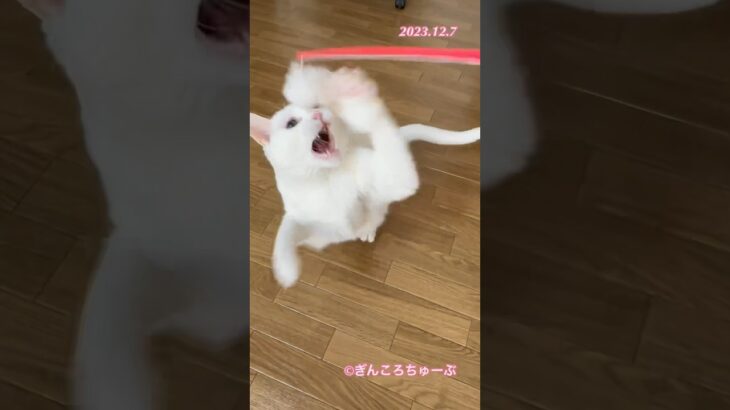 ぎんころパンチ💥　#shorts  #ねこ　#猫　#cat #糖尿病　#闘病中