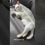 【ソファーでまったり】　#shorts  #ねこ　#猫　#cat #糖尿病　#闘病中