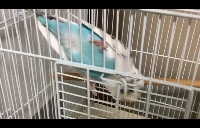 セキセイインコ　シロちゃんに糖尿病・腎臓病疑惑が浮上！！