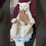 2024年🐉よろしくお願いします✨ #shorts  #ねこ　#猫　#cat #糖尿病　#闘病中